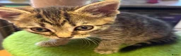 Mixed Breed cats for sale: 6 kittens mixed litter - Advert 3