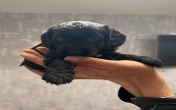 Cockapoo dogs for sale: Cockapoo Pups  - Image 5