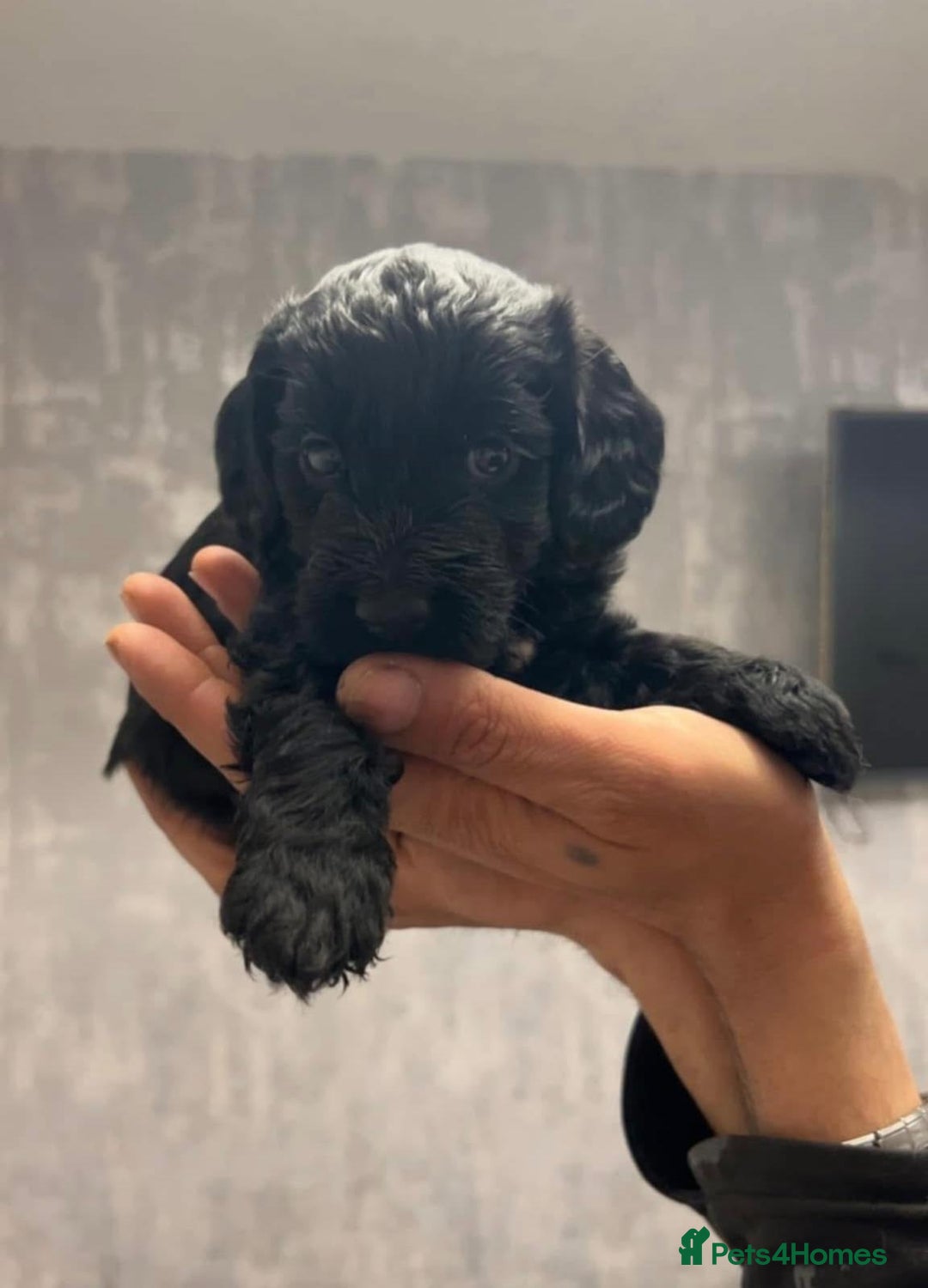 Cockapoo dogs for sale: Cockapoo Pups  - Image 5