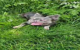 French Bulldog dogs for sale: Fluffy male Frenchie looking for his forever home  - Image 4