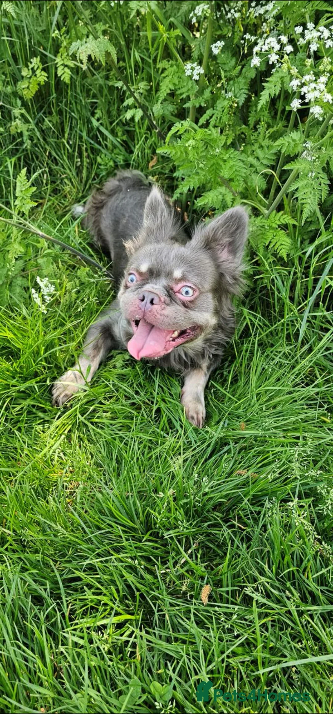French Bulldog dogs for sale: Fluffy male Frenchie looking for his forever home  - Image 4