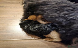 Mixed Breed dogs for sale: Shitzu cocapoo puppies - Image 11