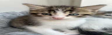 Norwegian Forest Cat 3