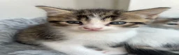 Norwegian Forest Cat cats for sale: 4 fluffy Norwegian Forrest cats  - Advert 10