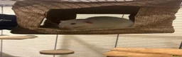 Rat rodents for sale: Sven and Olaf - Advert 5