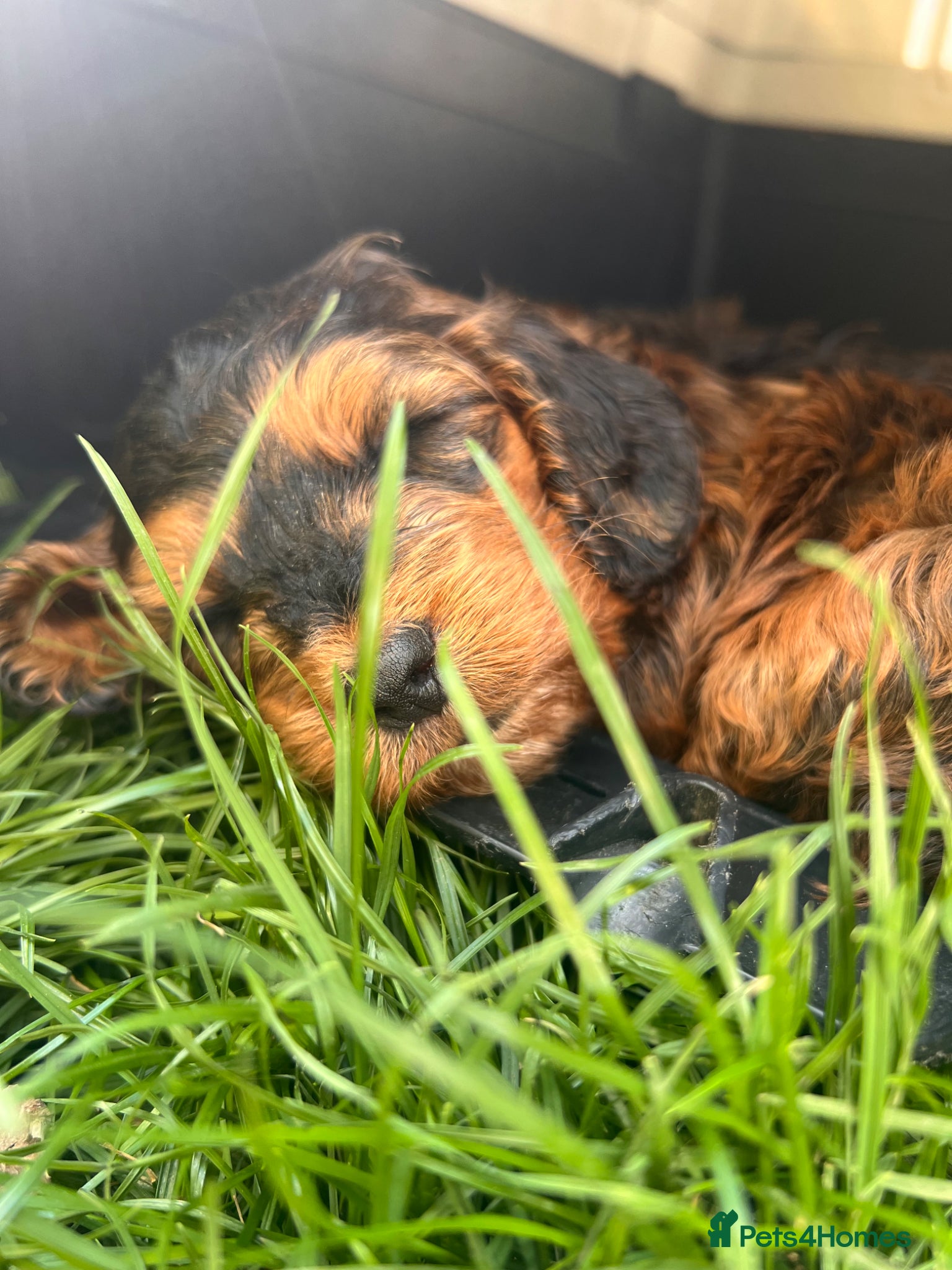 Cockapoo dogs 🐶 Cockerpoo Puppies – Loving Forever Homes 🐶 - Advert 1