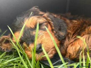 Cockapoo dogs 🐶 Cockerpoo Puppies – Loving Forever Homes 🐶 - Advert 1
