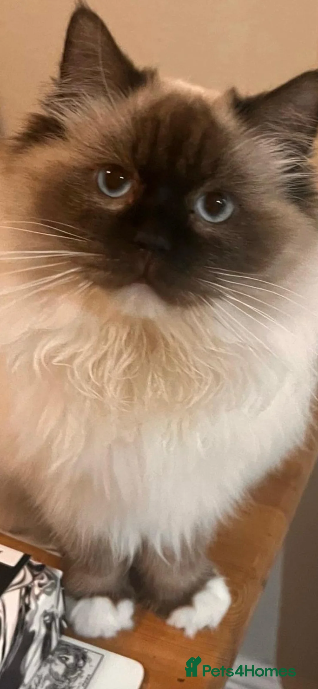 Ragdoll cats for stud: Stunning sealpoint for available for stud duties - Advert 2