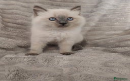 Ragdoll cats for sale: Top quality pure-bred Rag-dolls sweeties - Image 6