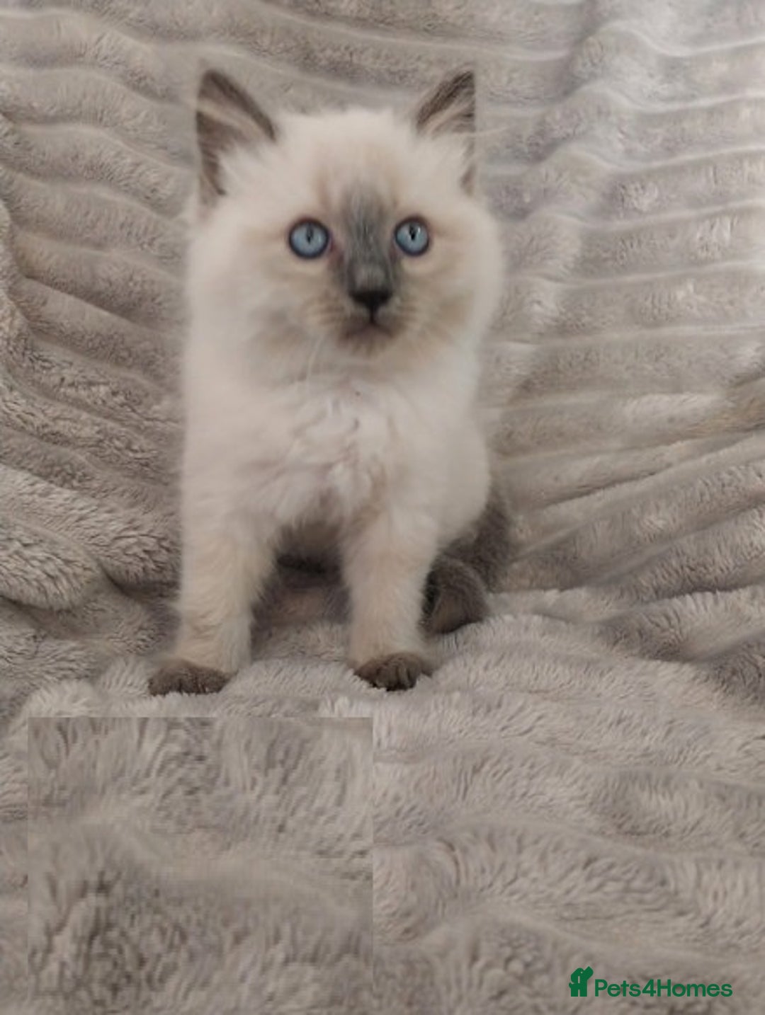 Ragdoll cats for sale: Top quality pure-bred Rag-dolls sweeties - Image 6