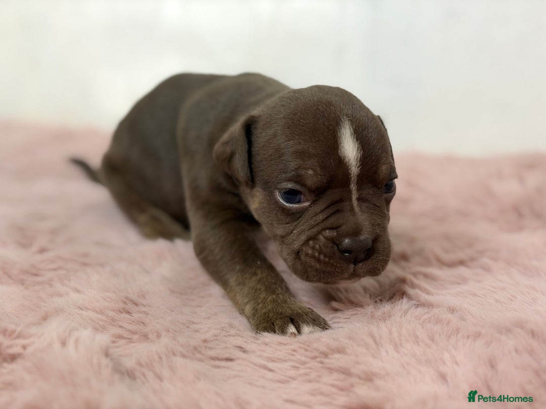 Olde English Bulldogge dogs for sale: Old English Bulldog PUPPIES 👀‼️ - Image 18