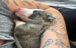 Mixed Breed dogs for sale: Pups for sale  - Image 25