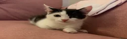 Mixed Breed cats for sale: Kitten for Sale in Plymouth - Advert 3