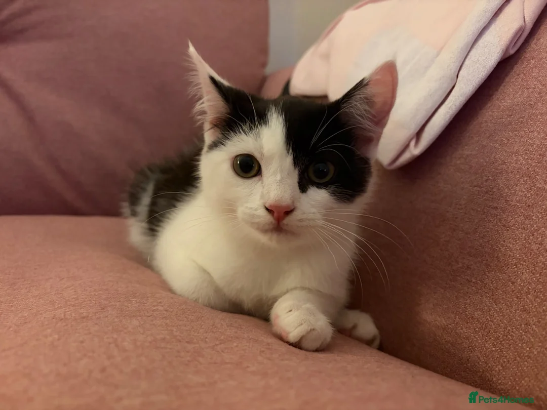 Mixed Breed cats for sale: Kitten for Sale in Plymouth - Advert 3