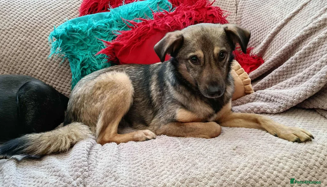 Mixed Breed dogs for adoption: Margot for adoption - Advert 4