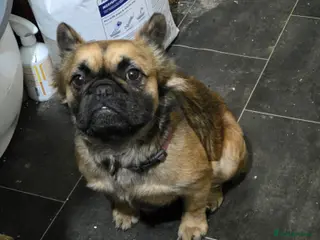 French Bulldog dogs Fluffy French bulldog (quick sale asap) - Advert 22