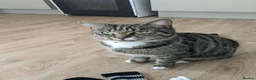 British Shorthair cats for sale: URGENT RE-HOME female FREE - Advert 4