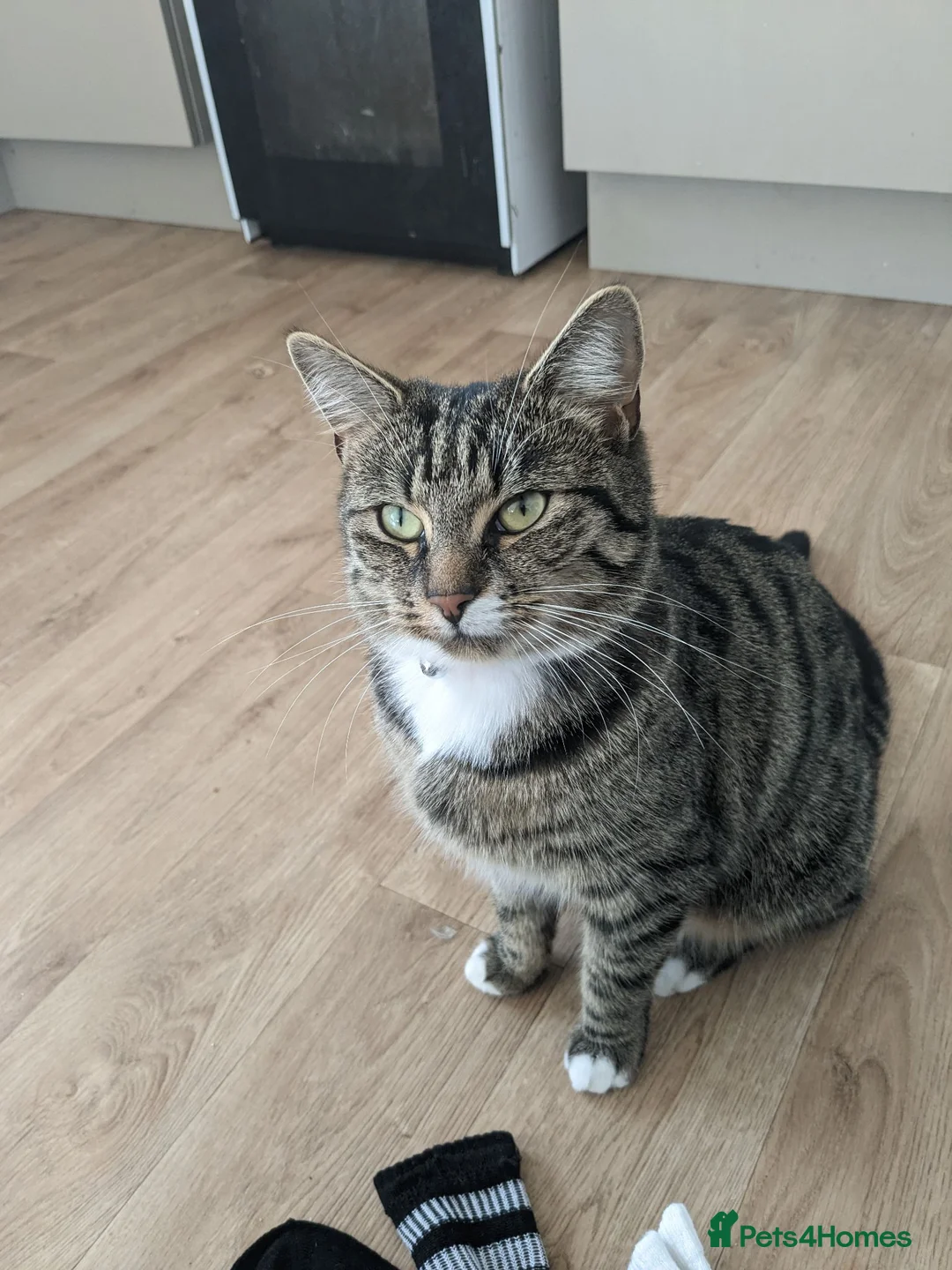 British Shorthair cats for sale: URGENT RE-HOME female FREE - Advert 4