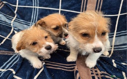 Jack Russell dogs for sale: Lovely Rough Coated Small Jack Russells  - Advert 2