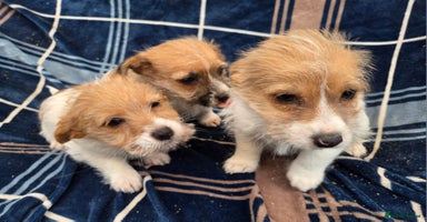 Jack Russell dogs Lovely Rough Coated Small Jack Russells  - Advert 5