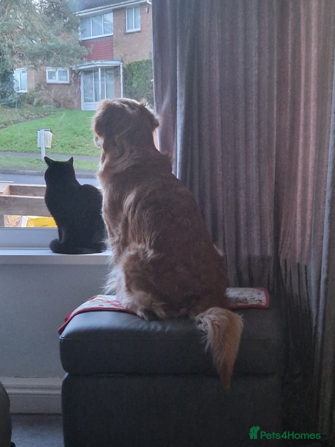 Golden Retriever dogs for sale: Gorgeous dark golden litter - Image 11