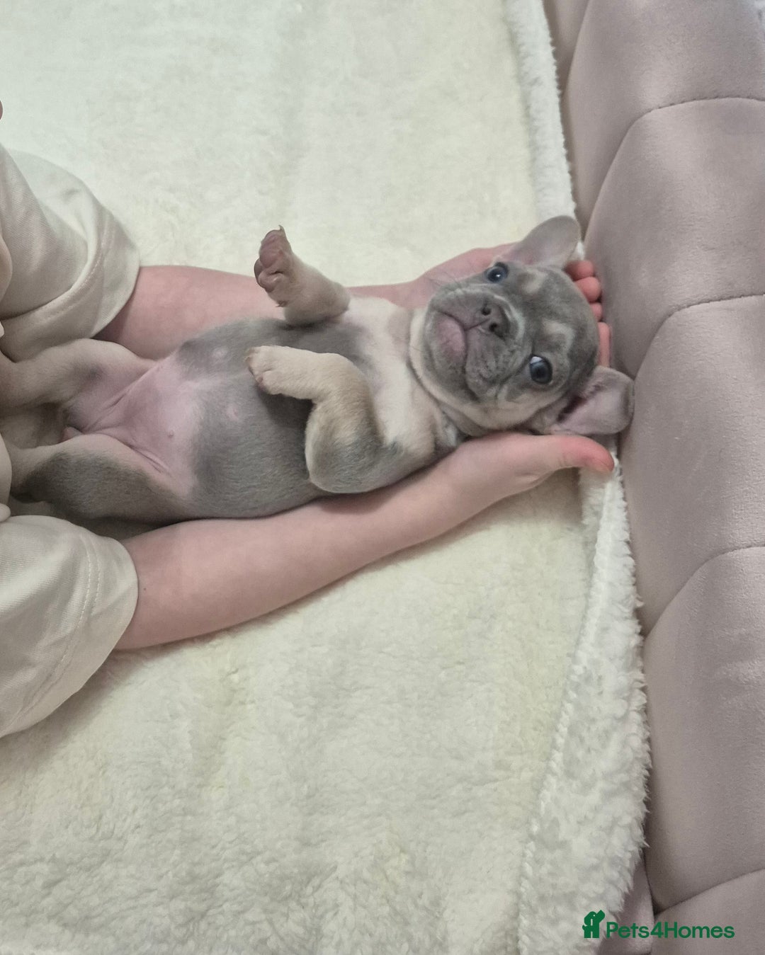 French Bulldog dogs for sale: Two Stunning Frenchie girl puppies left! - Advert 5