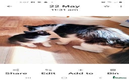 British Shorthair cats for sale: Kittens - Image 4