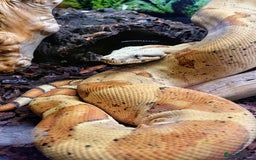 Boa Snake reptiles for sale: Hog Island boa and full double level custom set up - Image 4