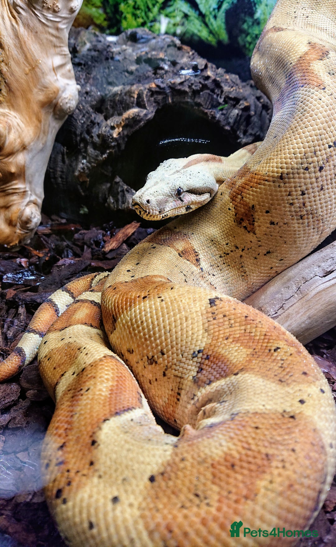 Boa Snake reptiles for sale: Hog Island boa and full double level custom set up - Image 4