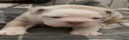 Olde English Bulldogge dogs for sale: Olde English bulldogs litter EXCEPTIONAL - Advert 34