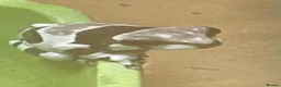 Frog reptiles for sale: Amazon milk frog babies - Advert 3