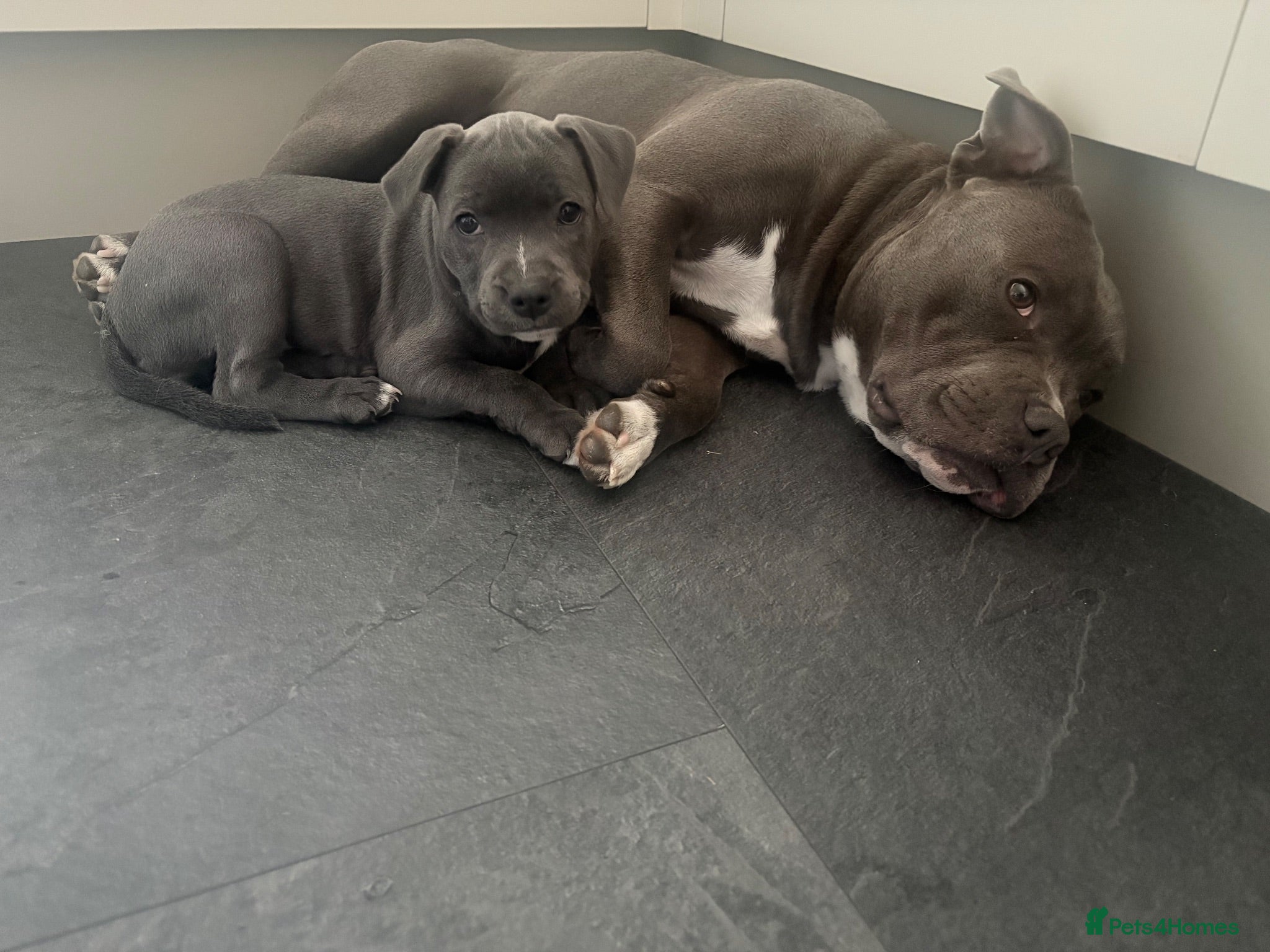 Staffordshire Bull Terrier dogs Blue & White KC Staffordshire Bull Terrier Puppy - Advert 2