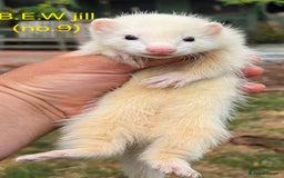 Ferret rodents for sale: Ferret kits - Image 1