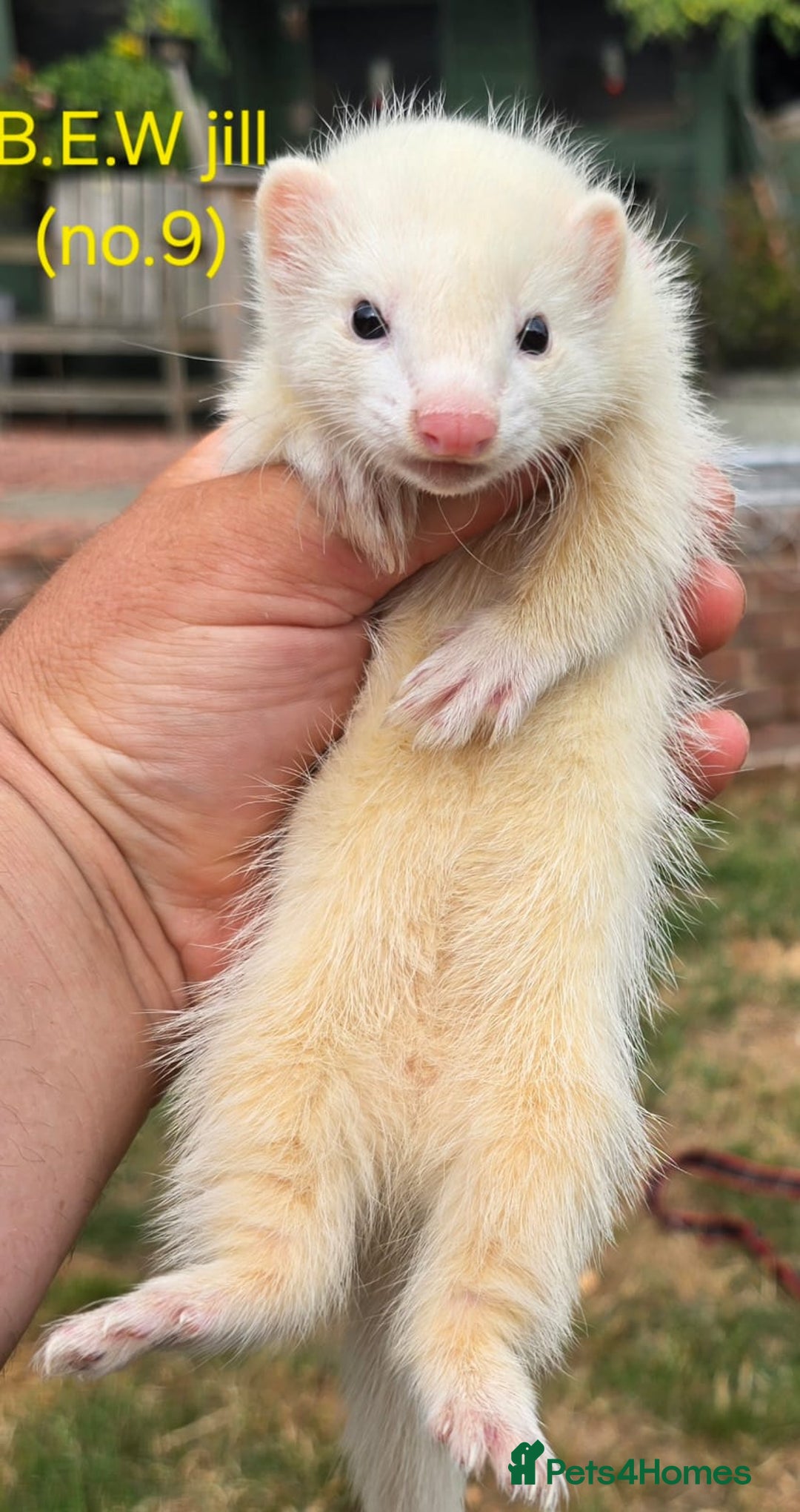 Ferret rodents for sale: Ferret kits - Image 1