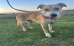 Mixed Breed dogs for adoption: Cristina - Norwich Norfolk  - Image 2