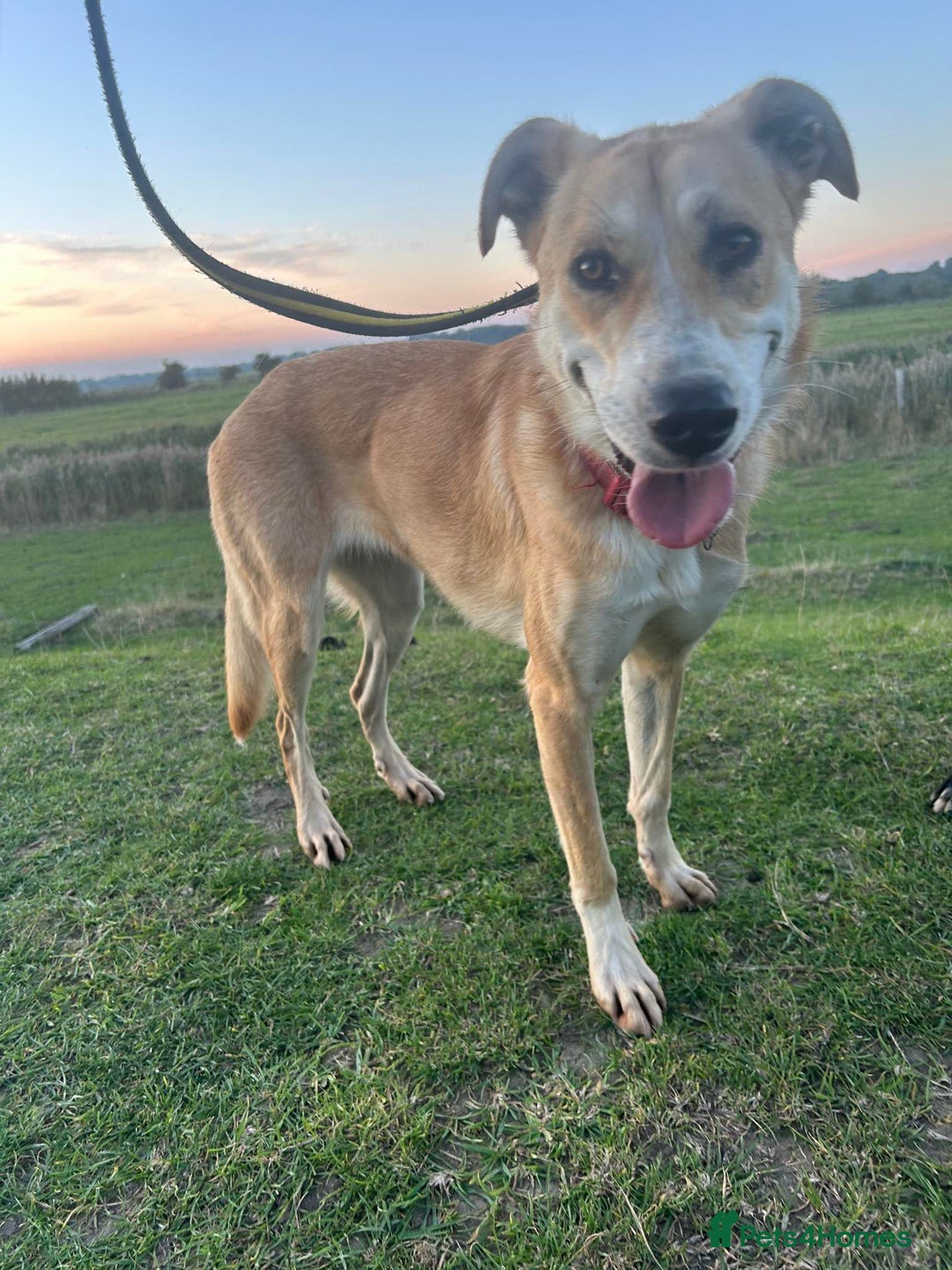 Mixed Breed dogs for adoption: Cristina - Norwich Norfolk  - Image 2