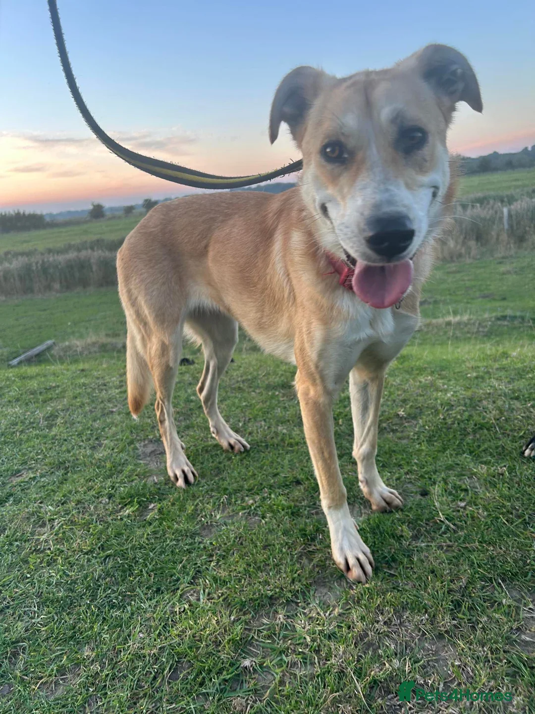 Mixed Breed dogs for adoption: Cristina - Norwich Norfolk  - Advert 2