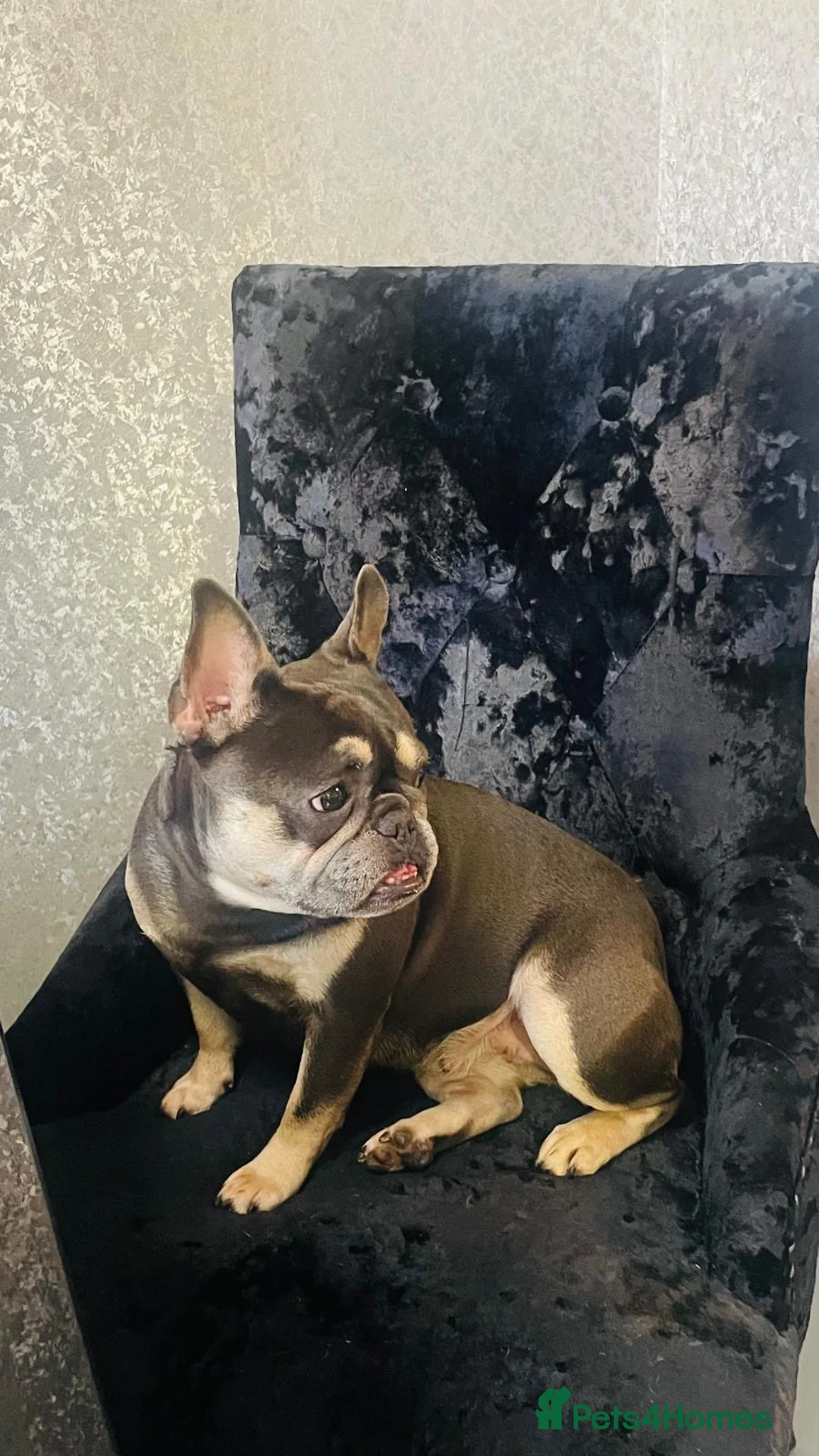 Mixed Breed dogs for sale: Bonded pair frenchie and English bulldog adorable - Advert 12