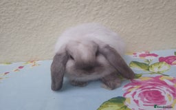 Mini Lop rabbits for sale: Pedigree mini lops - Image 3