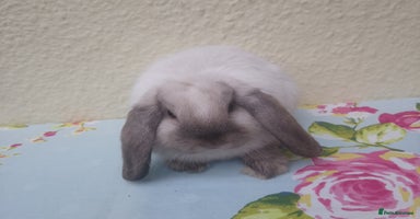 Mini Lop rabbits - Advert 4