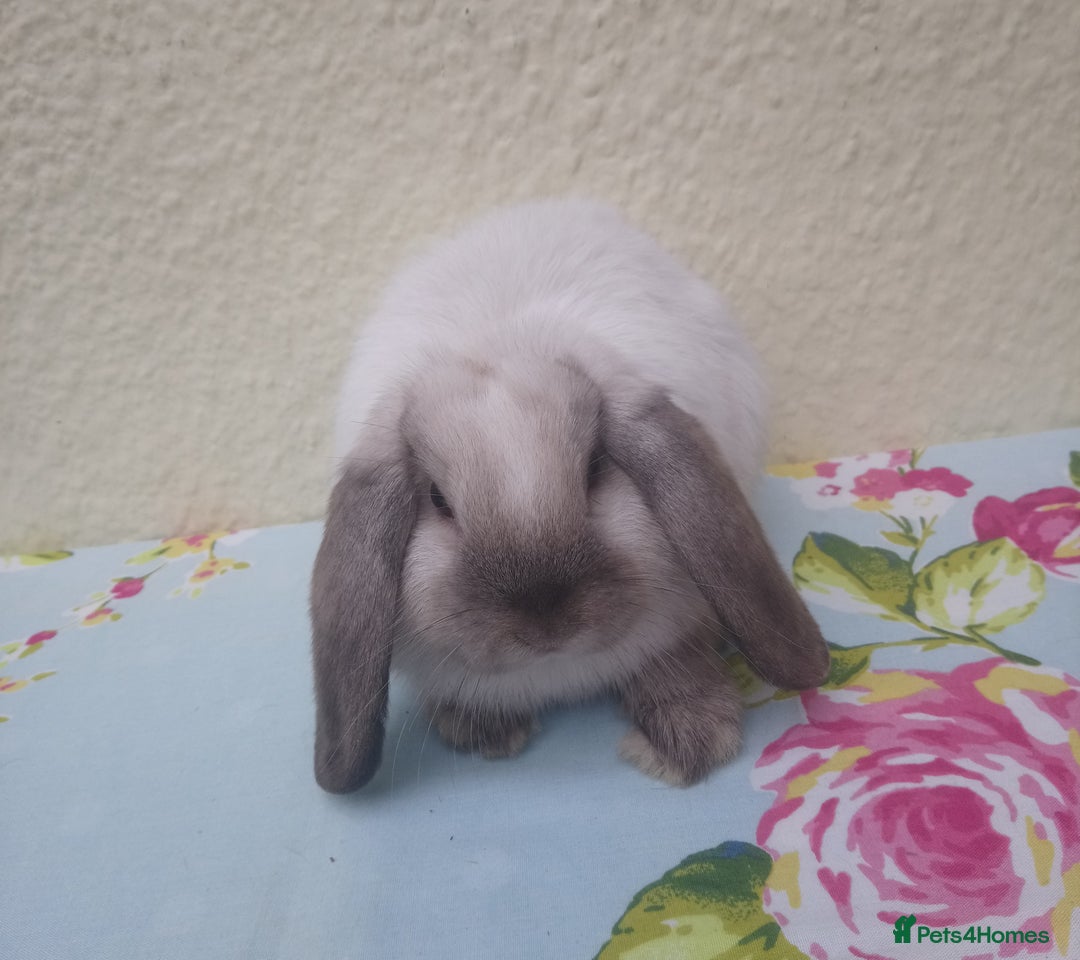 Mini Lop rabbits for sale: Pedigree mini lops - Image 3
