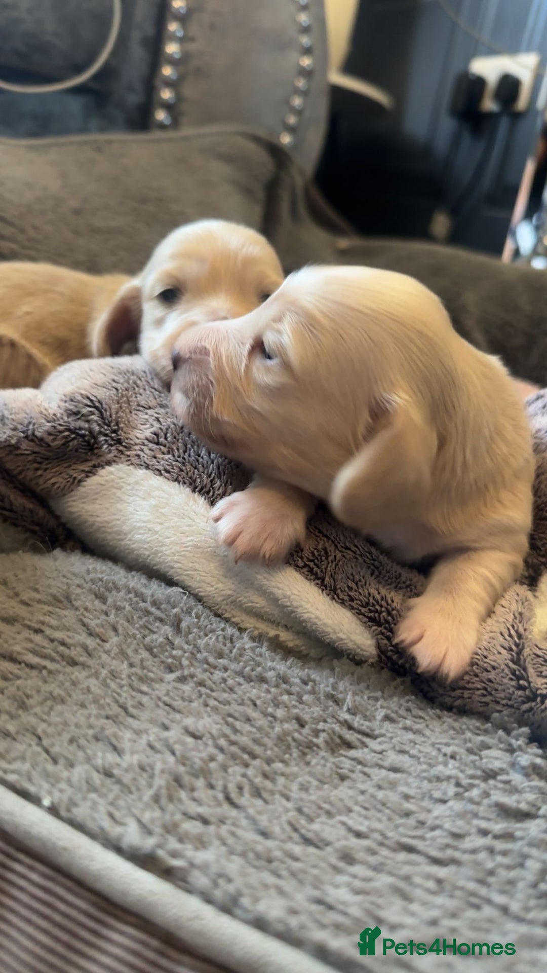 Miniature Dachshund dogs for sale: Cream miniature kc dachshund - Advert 3