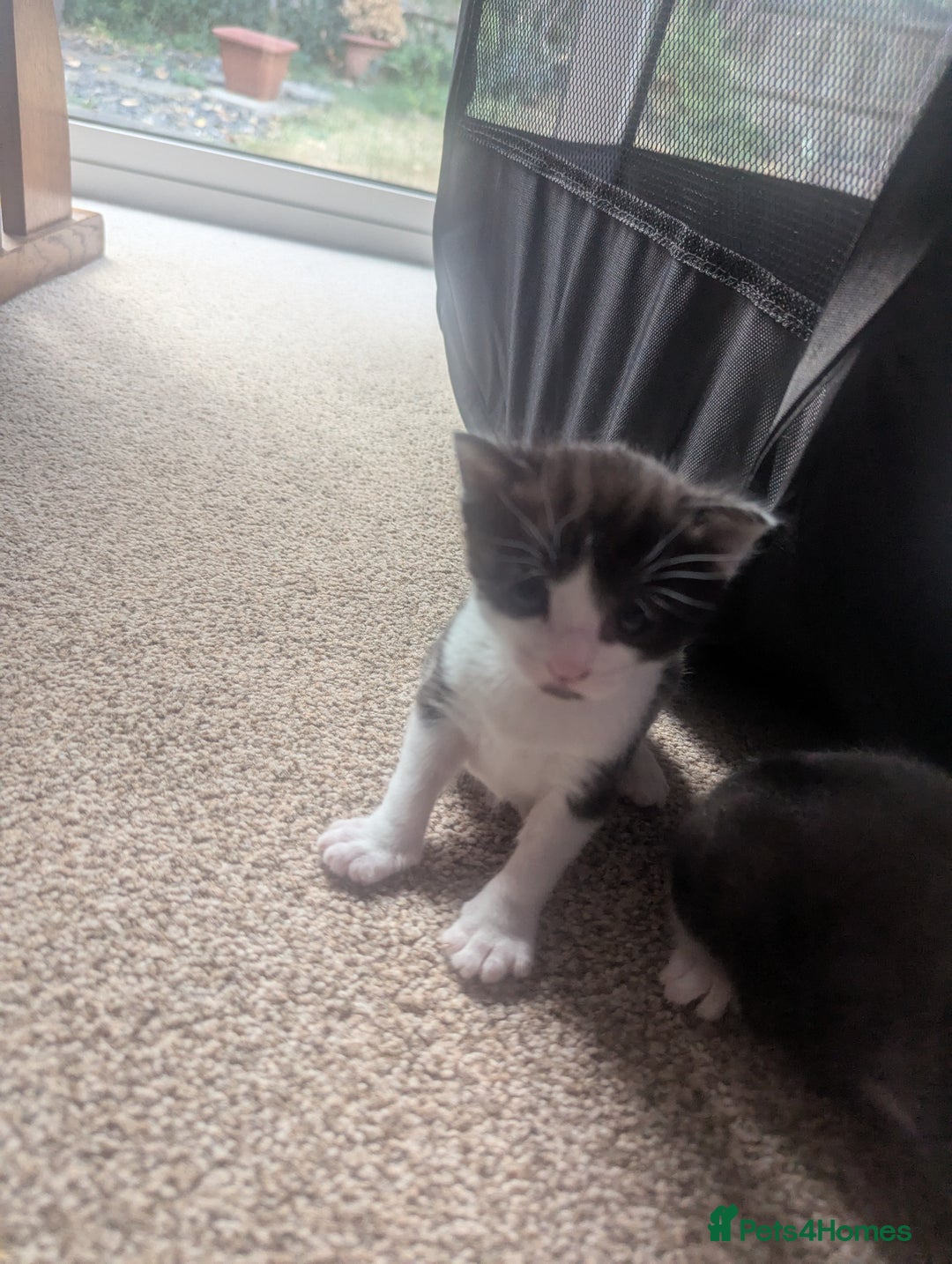 Domestic Shorthair cats for sale: Male kitten  - Image 4