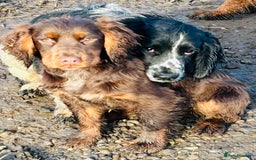 Cocker Spaniel dogs for sale: GORGEOUS WORKING COCKER PUPS - Image 23