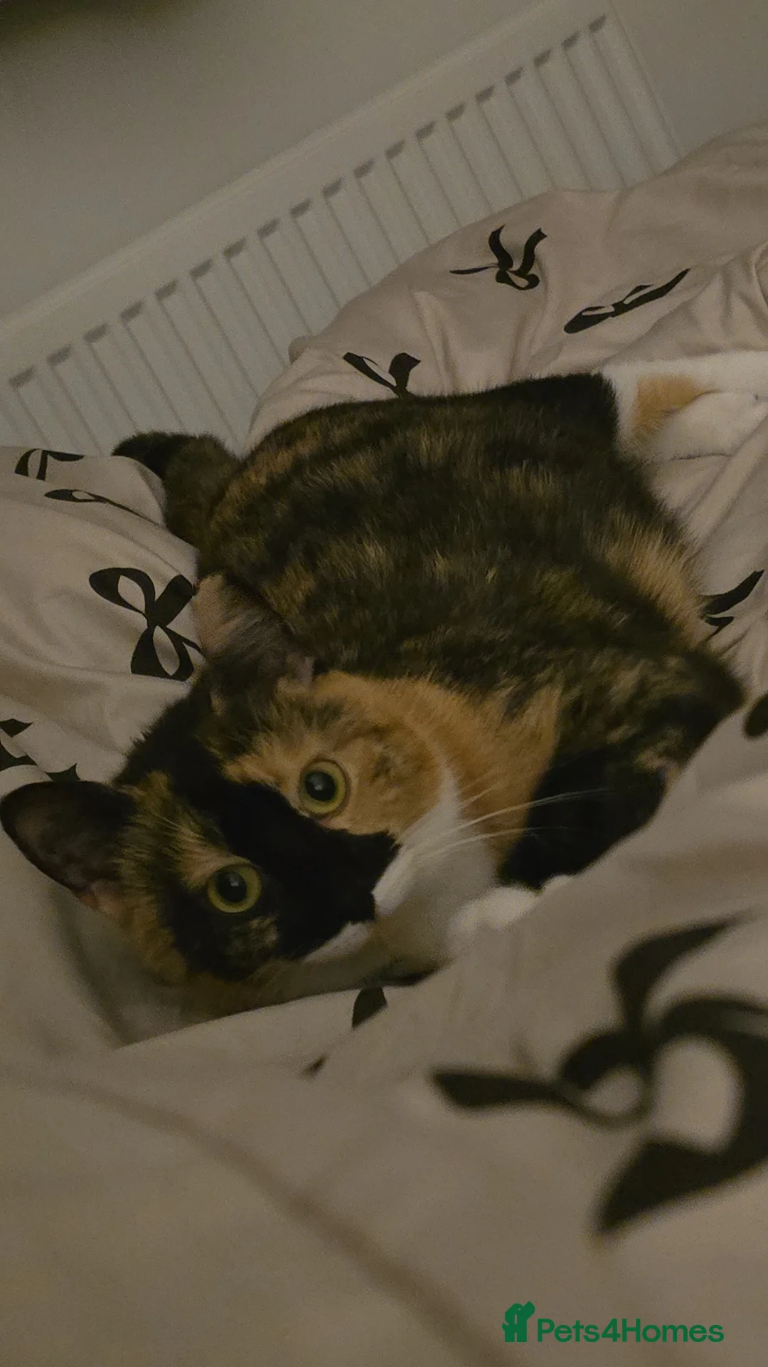 Domestic Shorthair cats for sale: Grey and white kitten  - Advert 3