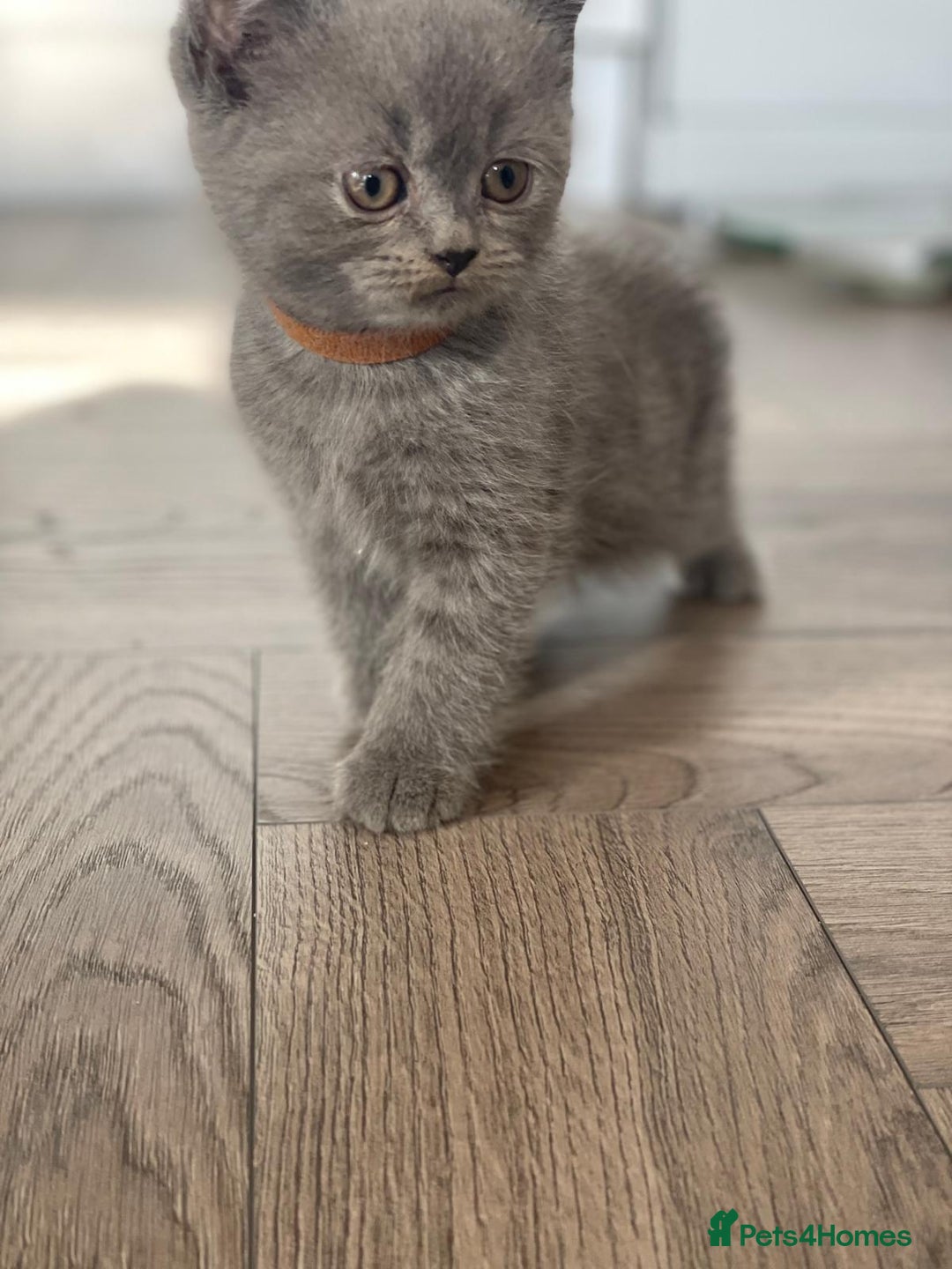 Scottish Fold cats for sale: Very Friendly Kittens, Pedigree Scottish Fold  - Advert 21