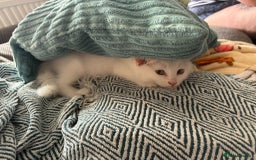 Ragdoll cats for sale: Ragdoll BSH cross kitten  - Image 11