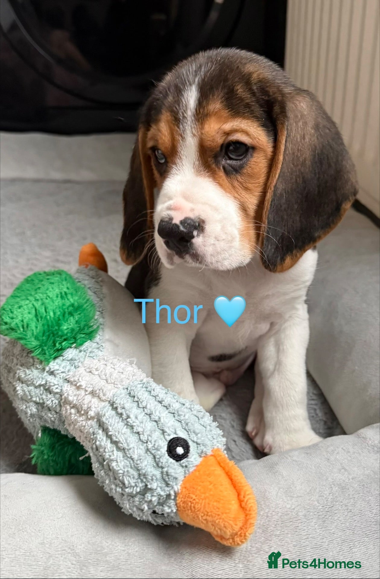 Beagle dogs for sale: Beagle puppies 🐶🐾 - Advert 2