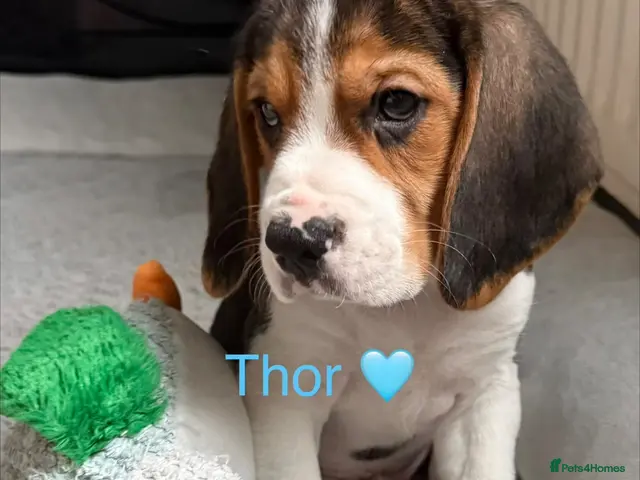 Beagle dogs for sale: Beagle puppies 🐶🐾 - Advert 2