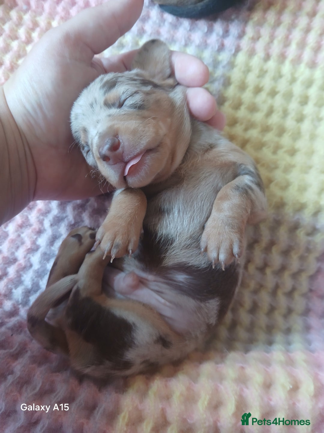 Miniature Dachshund dogs for sale: Minture dachshund puppies  - Image 8